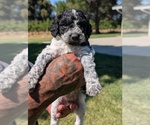 Small #1 Bernedoodle-Cavapoo (Miniature) Mix