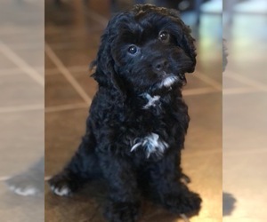 Cavapoo Puppy for sale in MILLERSBURG, OH, USA