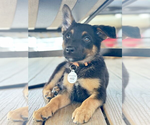 Medium Photo #3 German Shepherd Dog-Unknown Mix Puppy For Sale in West Sacramento, CA, USA