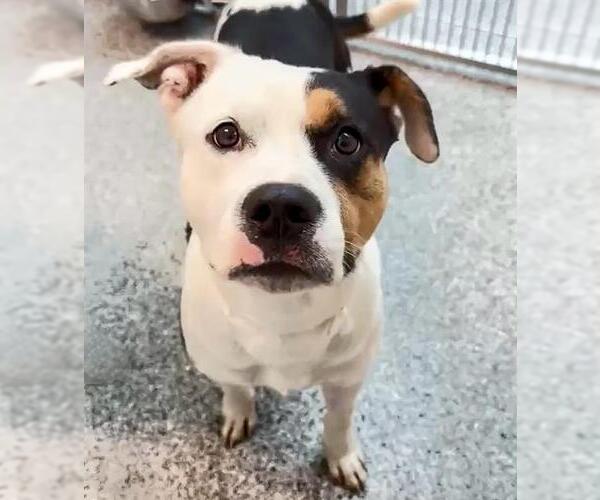 Medium Photo #2 American Pit Bull Terrier Puppy For Sale in Houston, TX, USA