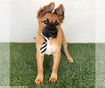 Small #2 Mutt