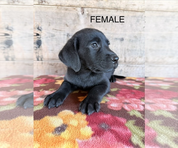 Medium Photo #22 Labrador Retriever Puppy For Sale in VERMONTVILLE, MI, USA