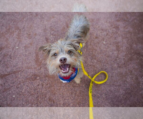 Medium Photo #5 Norfolk Terrier-Unknown Mix Puppy For Sale in Princeton, MN, USA