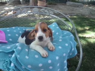 Beagle Puppy for sale in FRESNO, CA, USA