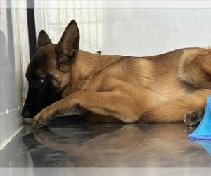 Mutt Dogs for adoption in Martinez, CA, USA