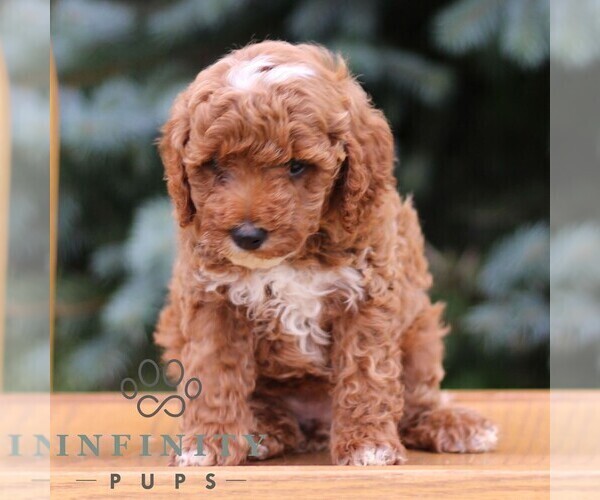 Medium Photo #4 Goldendoodle (Miniature) Puppy For Sale in EPHRATA, PA, USA