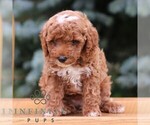 Small #3 Goldendoodle (Miniature)