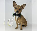 Small Chiweenie