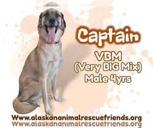 Siberian Husky-Unknown Mix Dogs for adoption in Anchorage, AK, USA