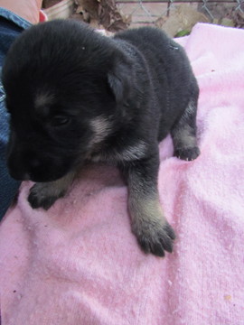 Medium Photo #4 German Shepherd Dog Puppy For Sale in MACON, MO, USA