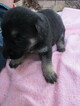 Small Photo #4 German Shepherd Dog Puppy For Sale in MACON, MO, USA