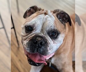 Bulldog-Unknown Mix Dogs for adoption in Lake Forest, CA, USA