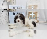 Puppy 1 Cockapoo