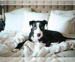 Small #4 American Staffordshire Terrier-Huskies  Mix