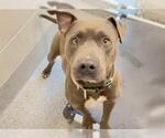 Small American Pit Bull Terrier