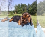 Small Photo #14 Basset Hound Puppy For Sale in PETERSBURG, IN, USA
