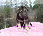 Small #1 German Shepherd Dog