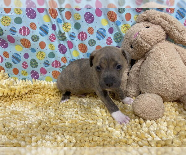 Medium Photo #1 Border Collie-Unknown Mix Puppy For Sale in Modesto, CA, USA