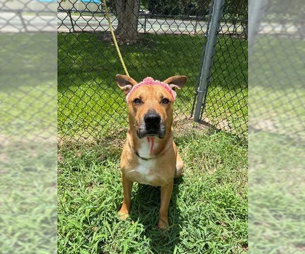 Medium Photo #2 American Pit Bull Terrier-German Shepherd Dog Mix Puppy For Sale in Pasadena, TX, USA