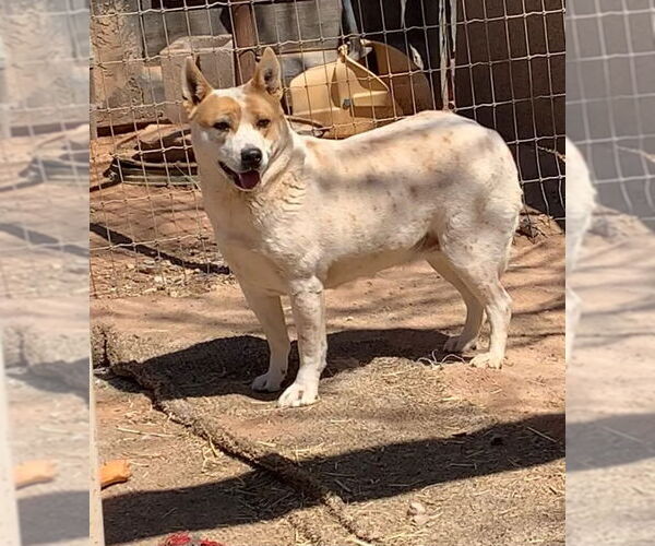 Medium Photo #4 Mutt Puppy For Sale in Cottonwood, AZ, USA