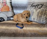 Small #3 Golden Retriever