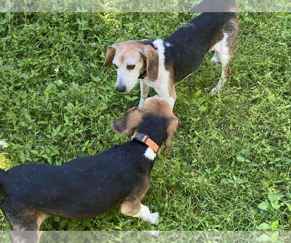 Medium Photo #7 Beagle Puppy For Sale in Tampa, FL, USA