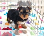 Luke - Male Yorkshire Terrier Puppy for Sale - Photo #4