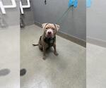 Small Staffordshire Bull Terrier Mix
