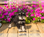 Small #12 Schnauzer (Miniature)