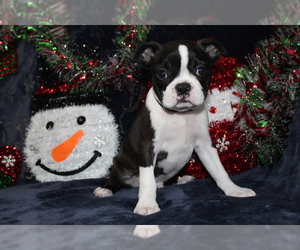 Boston Terrier Puppy for sale in BROOKSVILLE, FL, USA