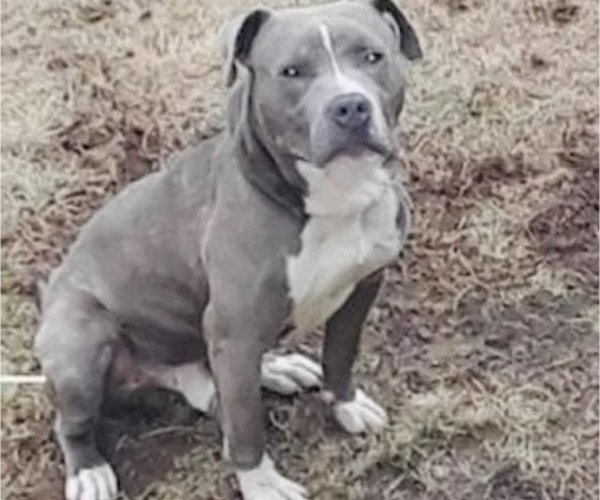 Medium Photo #1 American Pit Bull Terrier Puppy For Sale in TRENTON, NJ, USA