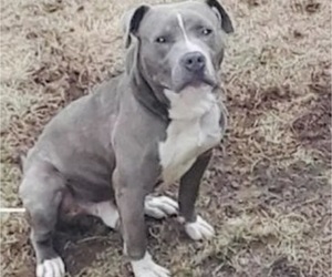 Father of the American Pit Bull Terrier puppies born on 11/15/2025