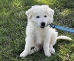 Small #1 Great Pyrenees