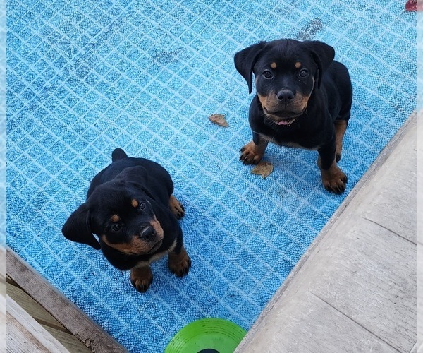 Medium Photo #1 Rottweiler Puppy For Sale in DES MOINES, IA, USA