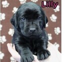 Puppy Lilly Labrador Retriever