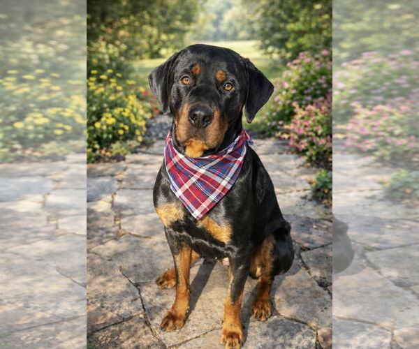 Medium Photo #1 Rottweiler-Unknown Mix Puppy For Sale in Euless, TX, USA