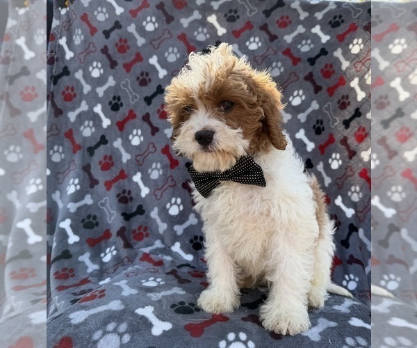 Medium Photo #4 Cavapoo (Miniature) Puppy For Sale in LAKELAND, FL, USA