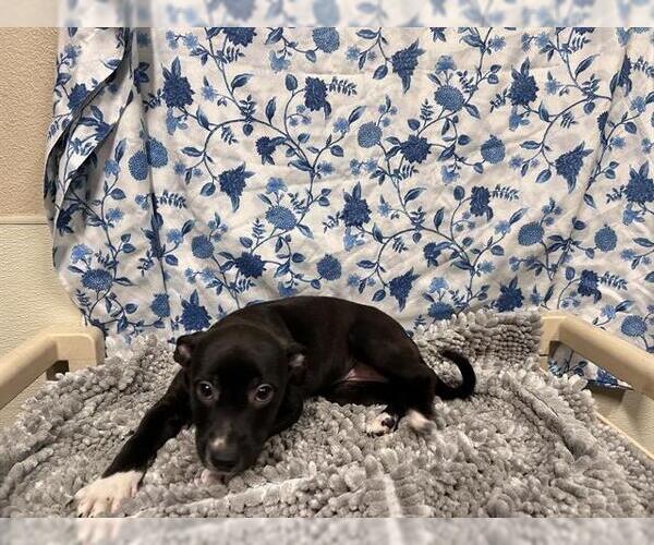 Medium Photo #1 Mutt Puppy For Sale in Modesto, CA, USA