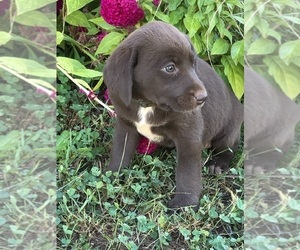 Labradoodle-Labrador Retriever Mix Puppy for sale in RUTHERFORDTON, NC, USA