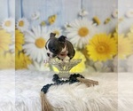 Small #4 Boston Terrier