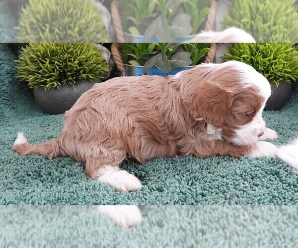 Medium Photo #3 Cavapoo (Miniature) Puppy For Sale in CARLISLE, KY, USA