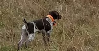 Father of the German Shorthaired Pointer puppies born on 07/06/2018