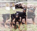 Small Photo #6 Doberman Pinscher Puppy For Sale in WESTWOOD, CA, USA