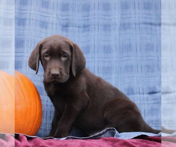 Medium Photo #2 Labrador Retriever Puppy For Sale in ELLIOTTSBURG, PA, USA