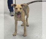 Small #2 Retriever  Mix