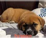 Small Photo #5 Great Pyrenees-Mastiff Mix Puppy For Sale in MERRILL, OR, USA