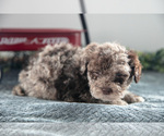 Small Photo #10 Poodle (Miniature)-Portuguese Water Dog Mix Puppy For Sale in FREDERICKSBURG, OH, USA