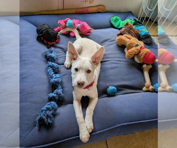 Medium Photo #4 Mountain Cur-Unknown Mix Puppy For Sale in Boston, MA, USA