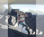 Small #13 Chihuahua Mix
