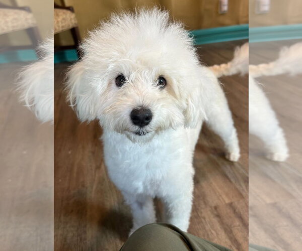 Medium Photo #5 Maltipoo (Miniature) Puppy For Sale in Pacolet, SC, USA